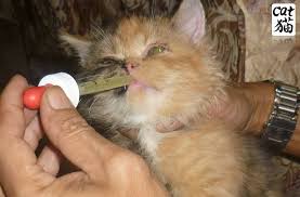 Ubat Untuk Anak Kucing Cirit Birit Rawatan T
