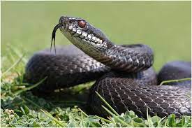 It Is Thought That Black Adders Have An Advantage In That They Are More Resilient To Colder Climates Beca Wildlife Photography Photography Painting Inspiration