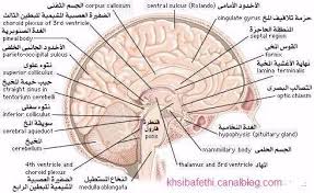 Brain 03 Anatomie Du Cerveau Biologie Anatomie