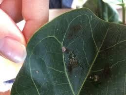 Fiddle leaf figs crave consistency when it comes to their watering schedule. Unknown Fiddle Leaf Fig Pest