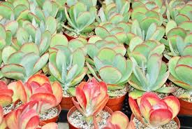 Image result for Kalanchoe glaucescens