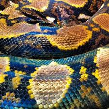 Pin By Alper Tozduman On Prints Patterns Colorful Snakes Snake Art Snake