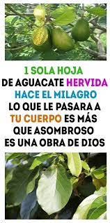 1 Sola Hoja De Aguacate Hervida Hace El Milagro Lo Que Le Pasara A Tu Cuerpo Es Mas Que Asombroso Es Una Obra De Dios Con Imagenes Hoja De Aguacate Aguacate
