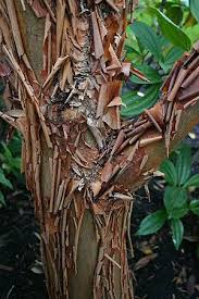 Acer Griseum Paper Bark Maple Pretty Trees Nature Garden Plants