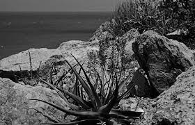 Image result for Eureiandra sp. A