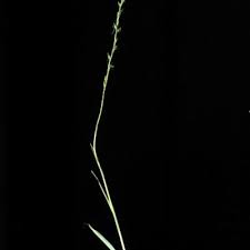 Image result for Habenaria filicornis