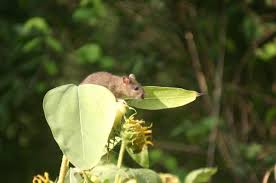 They destroy plants, bulbs, seeds, fruits signs you have rodents in your garden. How To Protect Your Garden From Rats Mice And Rodents Gardening Tips