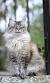 Nebelung Long Haired Russian Blue
