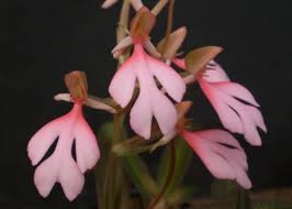 Image result for Habenaria macrandra