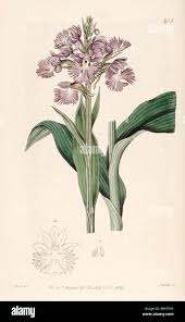 Image result for Habenaria indiana