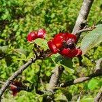 Image result for Ochna ovata