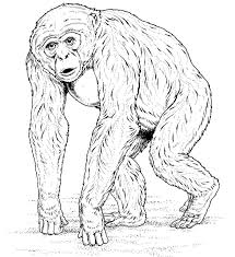 Most of these pages are great for those who have already gone through beginner stage. Coloring Pages Coloring Pages Chimpanzee Printable For Kids Adults Free