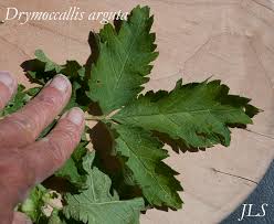 Image result for Drypetes arguta