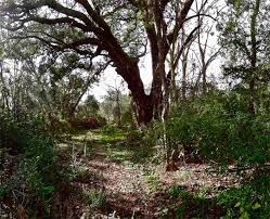 See more ideas about poplar tree, tree, poplar. Strange Fruit Hanging From The Poplar Trees Blood On The Leaves Polygrafi