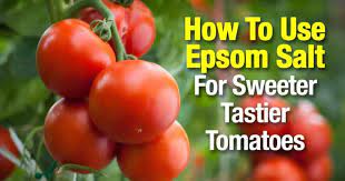 Maybe you would like to learn more about one of these? Epsom Salt For Tomatoes Make Them Sweeter And Tastier
