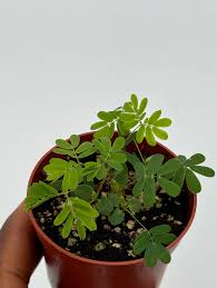 Image result for Mimosa pudica