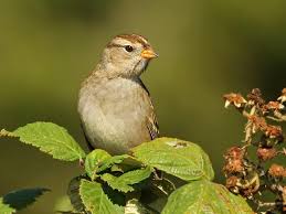 The puget sound (pugetensis) subspecies shown in the picture above and the three immediately below provides most of our wintering birds. White Crowned Sparrow Celebrate Urban Birds