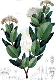 Image result for Loganiaceae