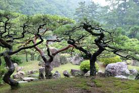 Trees Niwaki In Japanese Gardens Japanese Garden Small Japanese Garden Japanese Garden Plants