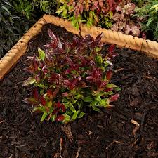 Perfect for a modern, contemporary garden design. Landscaping Bark