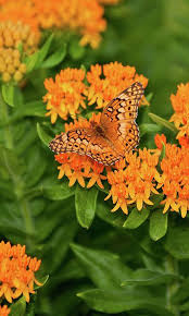 Orange Splendor By Betty Larue Low Water Plants Milkweed Beautiful Flowers