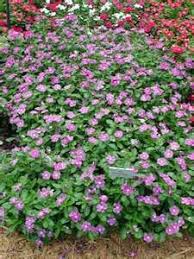 *= plants native to the southeastern usa. Periwinkle Yahoo Image Search Results Deer Proof Plants Deer Resistant Garden Deer Resistant Landscaping