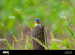 Image result for Passerina montana