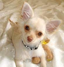 Pet Dogs Particularly 8 Cute Chiuaua Puppies For Sale In Pa Are One Of The Most Prominent Animals Worldwide As We Cute Puppies Cute Chihuahua Chihuahua Puppies