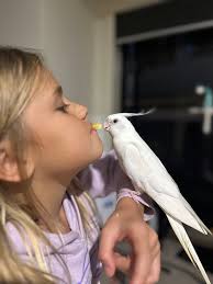 Can anyone ID and explain the behaviour of this bird please? It's been  flying into the window all morning. First I thought maybe attacking it's  reflection but its swooping from the roof