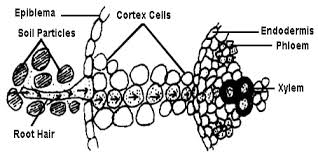 This results in the diffusion of water from the root hair to cortical cells. How Plants Absorb Water From Soil Qs Study