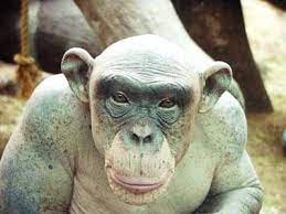 Cinder The Chimpanzee Lived At The St Louis Zoo She Had Alopecia Elevate Chimp Chimpanzee St Louis Zoo