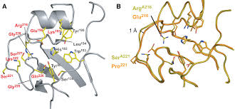 Eight of these amino acids are essential (or indispensable) and cannot be produced by the body. Fig 3 Structure And Receptor Specificity Of The Hemagglutinin From An H5n1 Influenza Virus Science