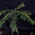 Image result for Canarium schweinfurthii