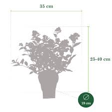 Proper care is crucial for getting fruit trees to produce fruit indoors so be sure to do your research before choosing the dwarf fruit tree for you. Buy Ornamental Shrubs Now Dwarf Hydrangea Little Lime Green White Pink Hardy Plant Bakker Com
