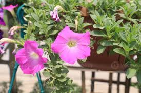 Image result for Petunia axillaris