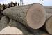 Oak Logs