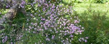 We did not find results for: Thalictrum Chinese Meadow Rue Meadow Rue Yunnan Meadow Rue Thalictrum Delavayi Hewitt S Double