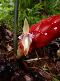 Image result for Siphonochilus kilimanensis