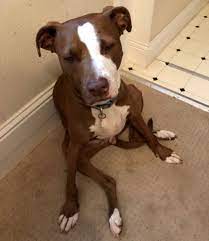 However, there are many ways to kill weeds that will do the job well, without endangering man's best friend. Legal Weed S A Growing Danger To Dogs So Keep Your Canine Out Of Your Cannabis Kaiser Health News