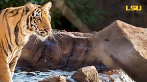 The tigers compete in the football bowl subdivision of the national collegiate athletic association and the western division of the southeastern conference. Lsu Zoom Backgrounds