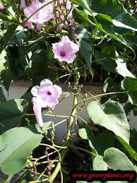 Image result for Ipomoea carnea