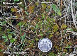 Image result for Schizaea