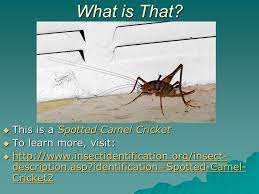 As of today we have 79,094,576 ebooks for you to download for free. What Is That Some People Call Them Spider Crickets So Is This A Spider Or A Cricket Ppt Download