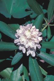 Specializing in rare and unusual annual and perennial plants, including cottage garden heirlooms and. Simple Key For Plant Identification Go Botany