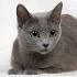 Russian Blue - Wikipedia