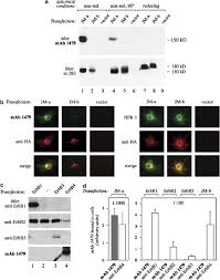 Jenny also replied that she too busy for her court cases to be an excuse to avoid meet with me (client), and trying to postpone my. Suppression Of Breast Cancer Cell Growth By A Monoclonal Antibody Targeting Cleavable Erbb4 Isoforms Oncogene