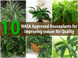 Top 10 Nasa Approved Houseplants For Improving Indoor Air