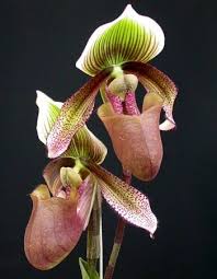 Image result for Paphiopedilum