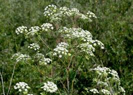 Image result for Conium