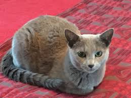 When naming your cat, you can be inspired by lots of things. Russian Blue Wikipedia